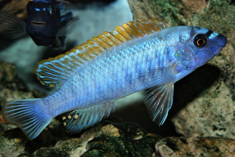 Labeotropheus trewavasae 'Thumbi West Island'